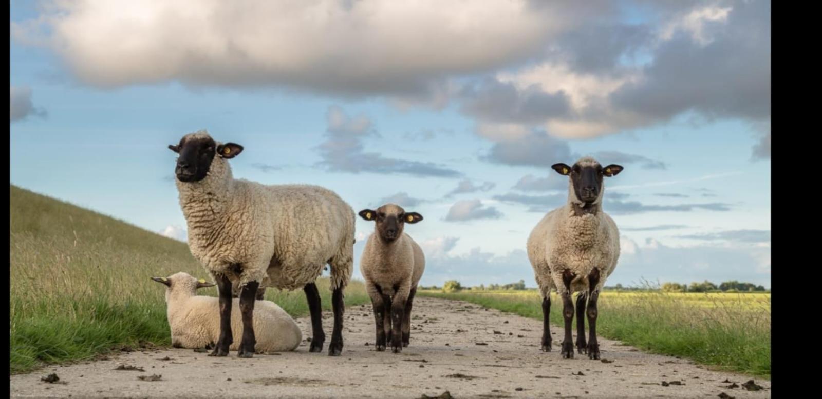 Auf Dem Alten Deich Sande Exteriér fotografie
